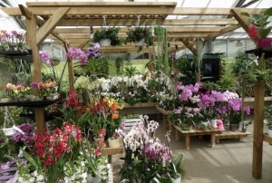 orchidées