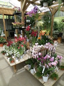 Orchidées 2018 02