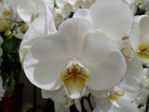 orchidée
