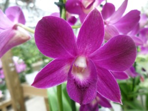 orchidées