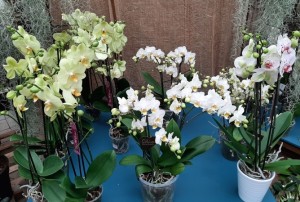 orchidées 2021-01