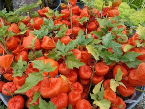 vivaces automne physalis