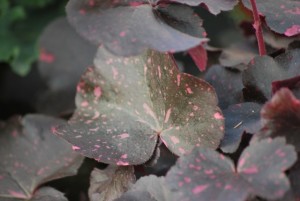 plm automne 54