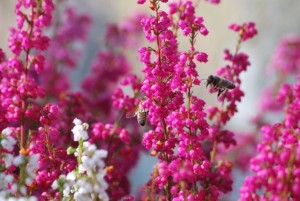 plm automne 59