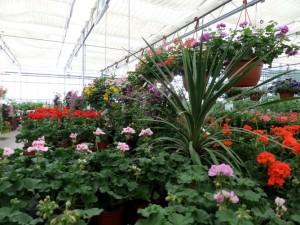 plm juin géranium