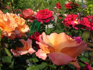 rosiers 03