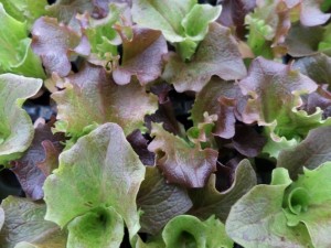salade feuille de chêne rouge