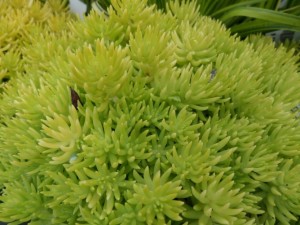 vivace automne plante grasse sedum