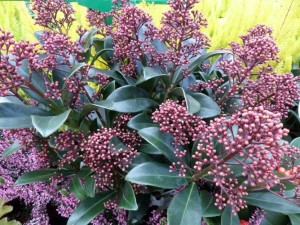 skimmia