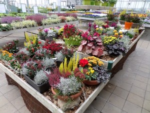 terrines automne