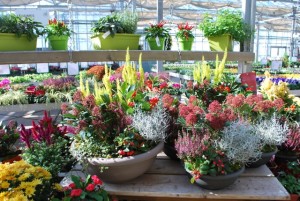 terrines automne 02 (2)