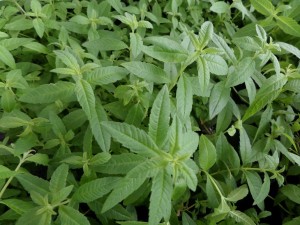 verveine citronelle