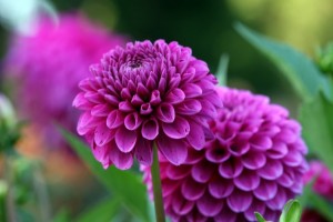 Dahlia
