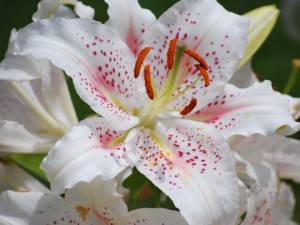 Lys lilium
