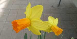 narcisse