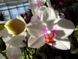 phalaenopsis orchidée