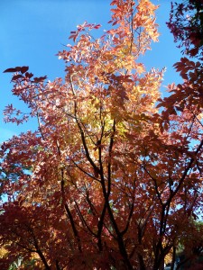 arbre parking automne
