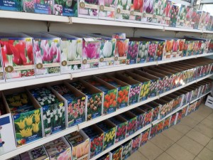 bulbes printemps