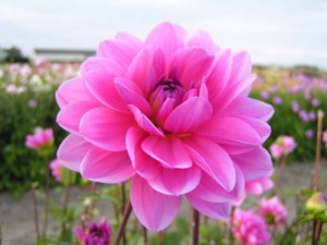 dahlia onesta
