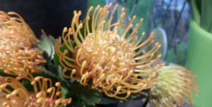 fleurs coupées