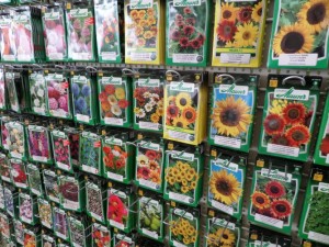 graines fleurs