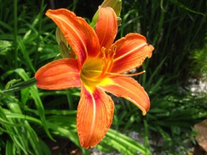 lys lilium 02