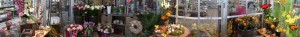 magasin fleurs coupées panoramique