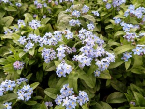 myosotis