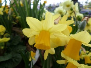 narcisse