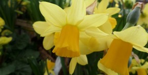 narcisse