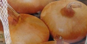 oignons