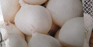 oignons blancs