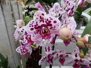 phalaenopsis orchidée
