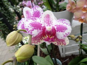 phalaenopsis orchidée