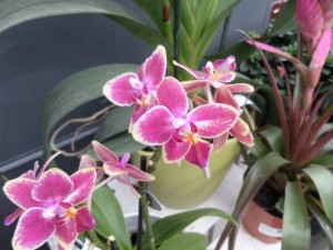 phalaenopsis orchidée