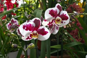 orchidées 02