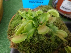 plante carnivore