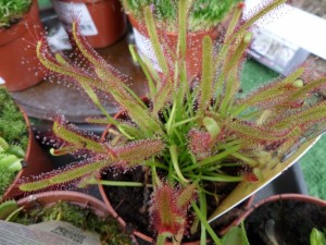 plante carnivore