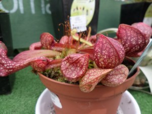 plante carnivore