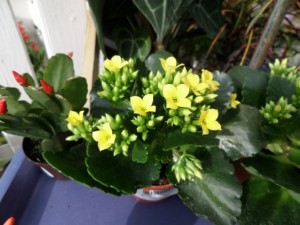 plante fleurie