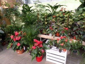 plantes fleuries