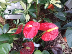 plante fleurie