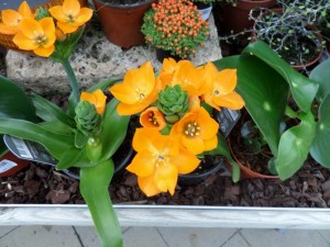 plante fleurie