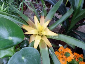 plante fleurie