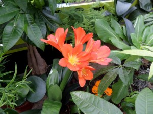 plante fleurie