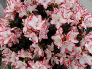 plante fleurie