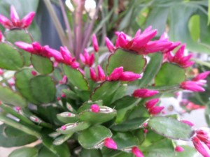 plante fleurie