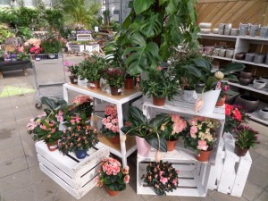 plante fleurie
