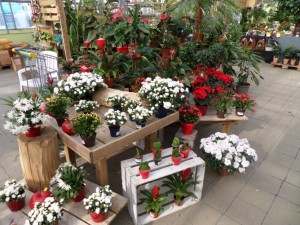 plante fleurie