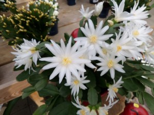plante fleurie